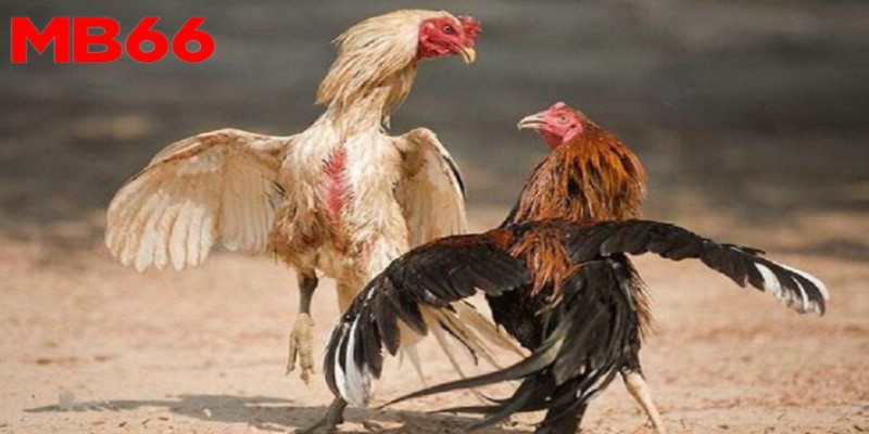 Cách đá gà cựa dao luôn thắng - Giới thiệu về hình thức giải trí