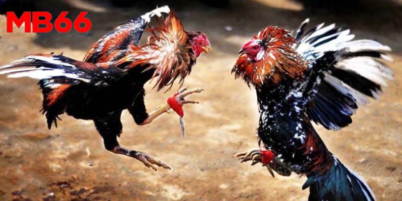 Cách đá gà cựa dao luôn thắng - Thông tin về luật chơi