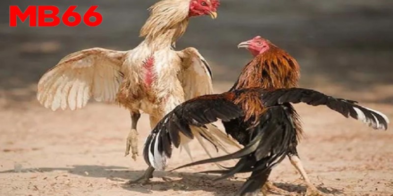 Mẹo đá gà cựa dao - Thành viên hãy nắm chắc luật chơi